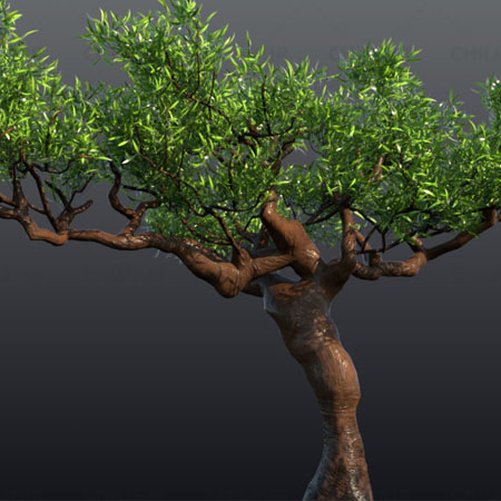مدل سه بعدی درخت ، به سبک درخت های یمن